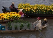 Du lịch Cần Thơ đạt doanh thu 70 tỷ đồng trong dịp Tết Ất Mùi