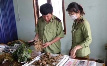 Bắt vụ vận chuyển 