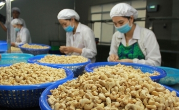 Thông tin mới nhất về vụ 100 container hạt điều xuất khẩu sang Italy