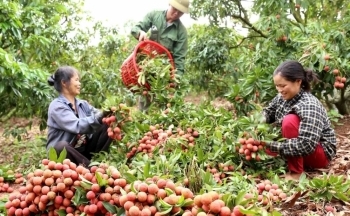 Quản lý thị trường triển khai Kế hoạch hỗ trợ tiêu thụ nông sản cho vùng dịch