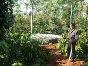 Sáng kiến quản lý nguồn nước trong canh tác cà phê