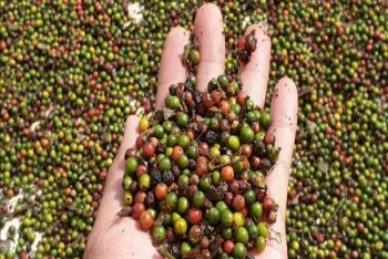 Giá tiêu hôm nay 8/8: Bình Phước tăng thêm 500 đồng/kg, các vùng khác đi ngang