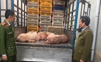 Ngăn chặn 300kg lợn sống bị nhiễm tả lợn châu Phi trên đường đi tiêu thụ