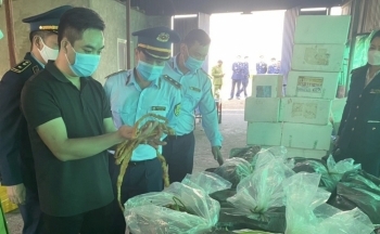 Hải Phòng: Phát hiện cơ sở chứa 7,5 tấn lòng lợn nhiễm dịch tả châu Phi
