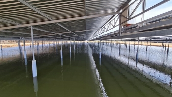 Kết hợp nuôi tôm và sản xuất điện mặt trời: Mô hình lợi ích kép