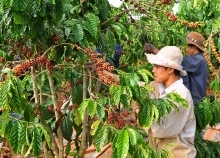 Instant coffee, instant results