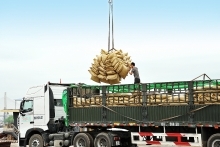 Africa, Middle East markets: Untapped potential for Vietnam