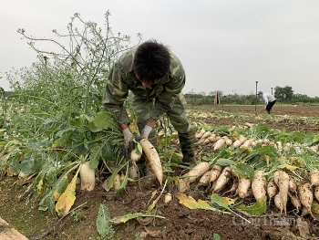 Hà Nội: Người dân đổ bỏ nông sản vì khó bán