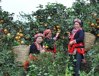 Hỗ trợ đồng bào dân tộc thiểu số Hà Giang thoát nghèo bền vững