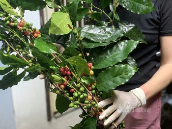 Trưng cành quả, bó lúa- Thú chơi mới của “người phố”