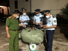 Loạn giá, chất lượng nấm hỗ trợ sức khoẻ