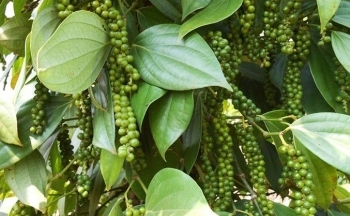 Giá tiêu hôm nay ngày 31/8/2023: Giá tiêu đồng loạt đi ngang