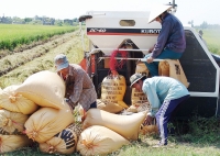 Một tuần “sóng gió” của gạo Việt