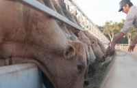 Chuyến bò đầu tiên của Hòa Phát Úc đang trên đường về Việt Nam