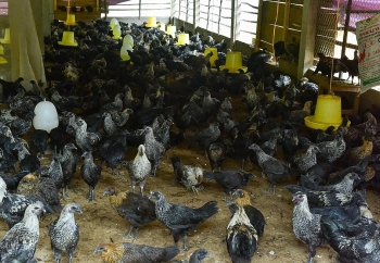 Khuyến khích đăng ký  bảo hộ chỉ dẫn địa lý