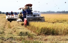 Sản xuất và tiêu thụ nông sản: Cần hỗ trợ đúng và trúng
