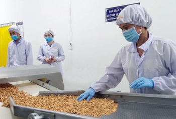 Bình Phước: Khuyến khích liên kết trong tiêu thụ điều