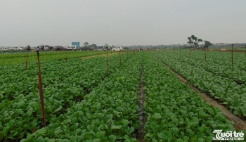 TP. Hà Nội: Đi đầu trong dồn điền, đổi thửa