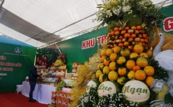 Bắc Giang: Doanh thu từ cây có múi đạt hơn 1.800 tỷ đồng