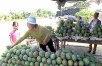 Đắk Nông: Vựa xoài Đắk Gằn sẵn sàng phục vụ tết