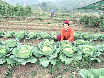 Vùng rau sạch rộn ràng vào vụ tết