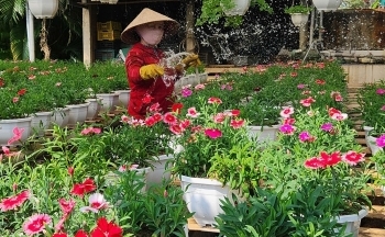 Quảng Trị: Làng hoa An Lạc tất bật cho vụ hoa Tết