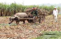 Phú Yên: Bà con đề phòng hỏa hoạn khi thu hoạch mía