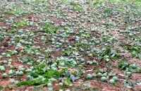 Làm gì để hạn chế  ảnh hưởng của mưa đá?