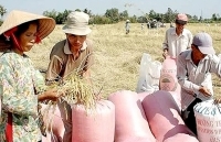 Lúa Nàng Thơm chợ Đào