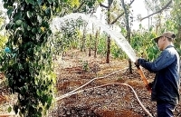 Tây Nguyên căng mình chống hạn