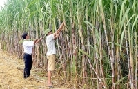 Vụ mía “đắng”