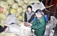 Cây thảo quả và chuyện thoát nghèo ở Y Tý