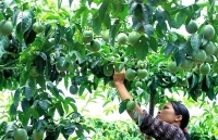 Mở rộng diện tích cây chanh leo