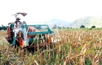 Ninh Thuận: Ngô lai mất mùa
