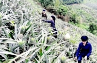 Dứa được mùa, mất giá