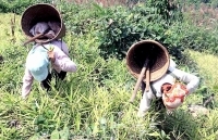 Nghệ An: Giá gừng củ Kỳ Sơn tăng
