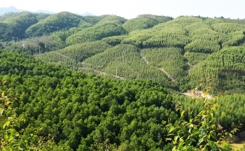 Khai thác giá trị hệ sinh thái rừng để làm giàu bền vững