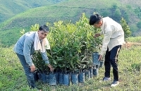 Liên kết trồng mắc ca