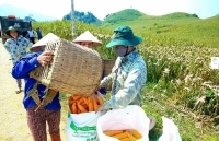 Nâng cao giá trị cây ngô