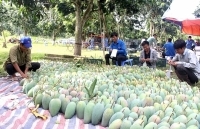 Mạnh dạn chuyển đổi quy trình để xuất ngoại