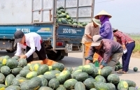 Dưa hấu được mùa, được giá