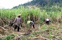 ​​​​​​​Mía khô héo do nắng nóng kéo dài