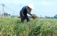 Hành, tỏi Lý Sơn được giá
