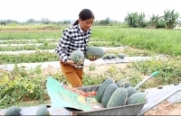 Dưa hấu được giá