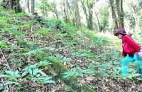 Lá sâm Ngọc Linh bán chạy, giá cao