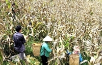 Bà con gặp khó khăn do giá ngô hạt giảm