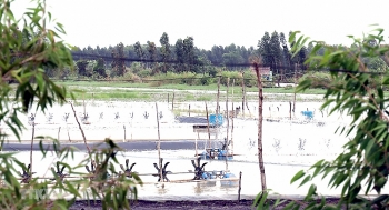 Kiên Giang: Cuộc sống đồng bào Khmer khá giả nhờ điện lưới quốc gia
