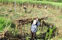 Mía khô hạn do nắng nóng