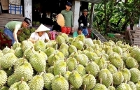 Lâm Đồng: Đẩy mạnh xuất khẩu sầu riêng