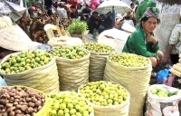 Mù Cang Chải mất mùa sơn tra